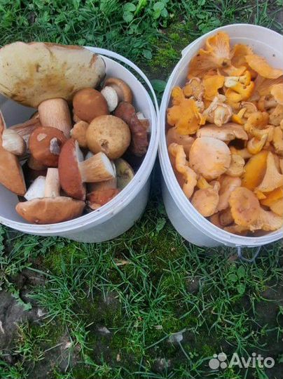 Грибы в наличии и на заказ.боровики,подосиновики