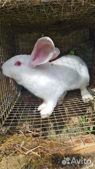 Кролики мясных пород