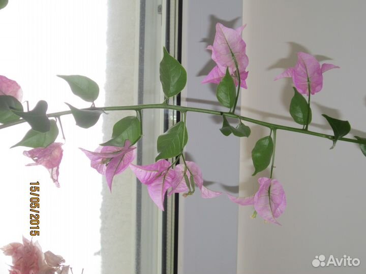 Бугенвиллии разные