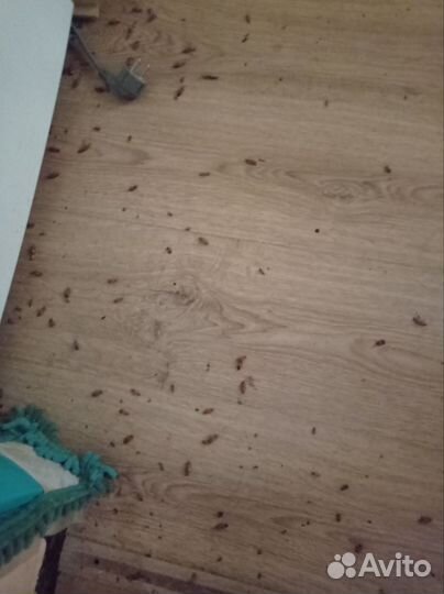 Дезинфекция тараканов, уничтожение клопов