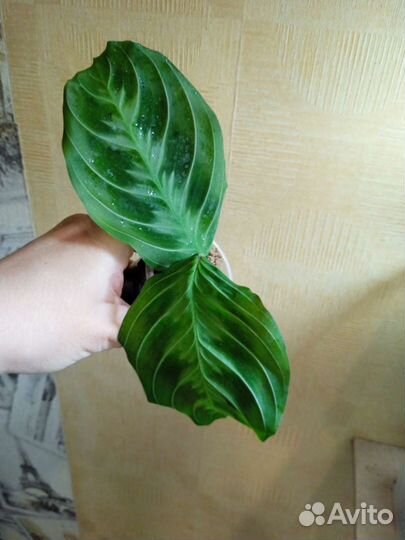 Маранта черная