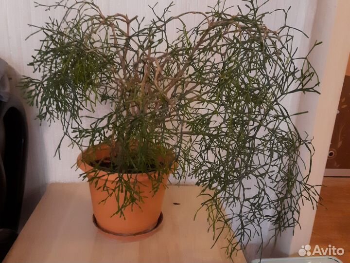 Хатиора,сукулент