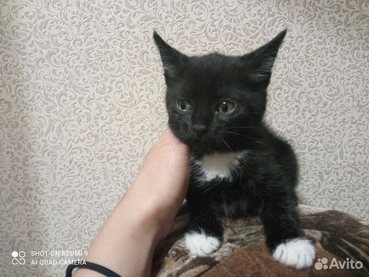 Отдам в дар котят
