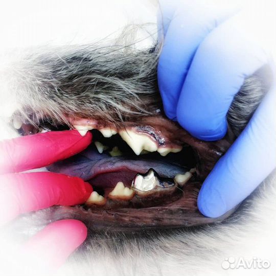 Чистка зубов ултразвуком У собак И кошек