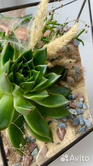 Флорариум с суккулентами, сухоцветами, кактусами