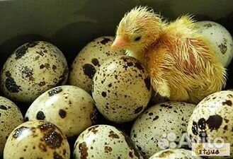 Инкубационные яйца белый гигант и манжур перепел