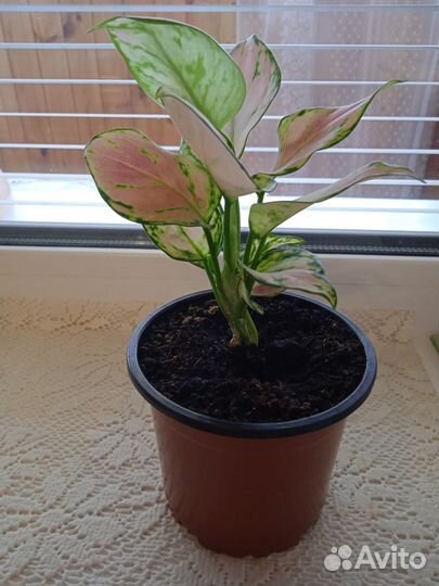 Аглаонема Пинк