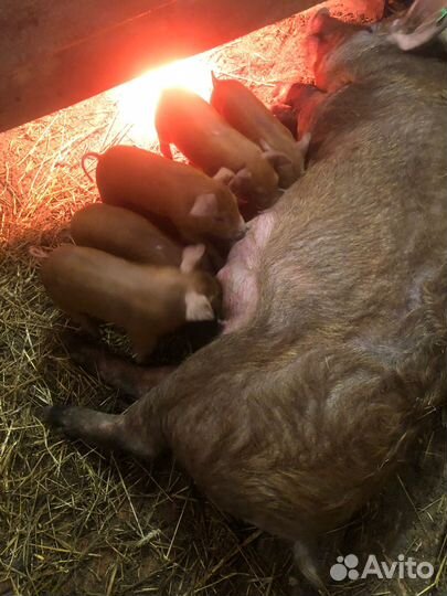 Поросята Дюрок