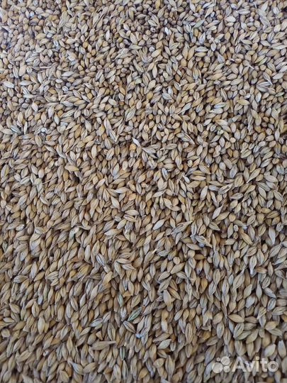 Ячмень сорт Винтмальт немецкая селекция