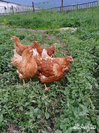 Куры молодки несушки доминант