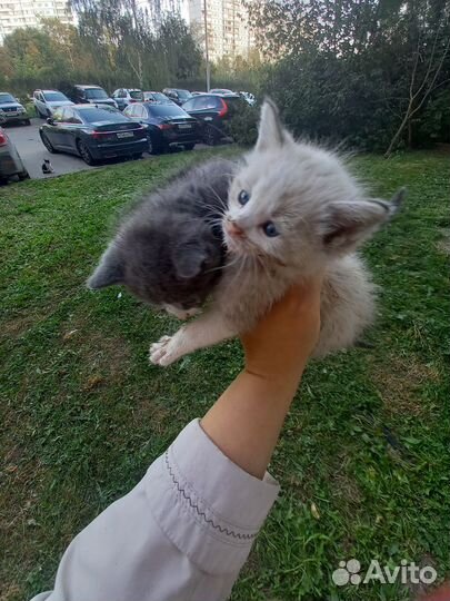 Котята в добрые руки