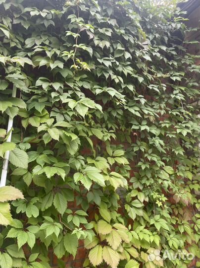 Девичий виноград