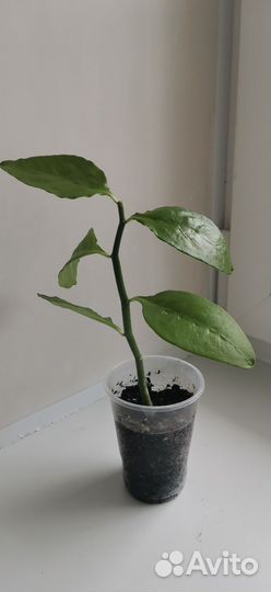 Педилантус