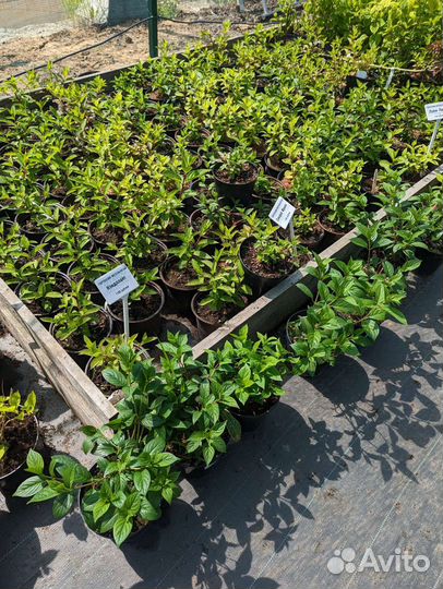 Гортензия метельчатая 