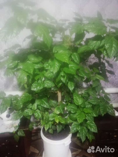 Гибискус китайская роза