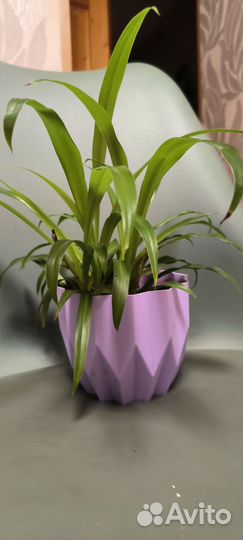 Хлорофитум