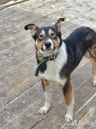 Пёс ищет дом