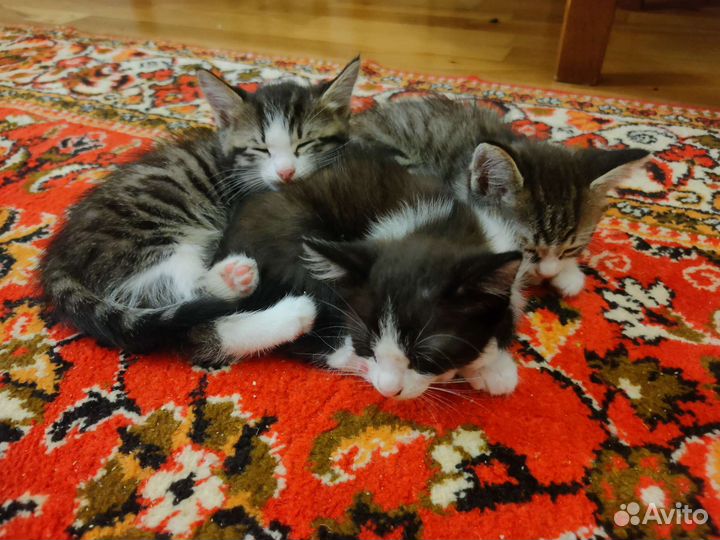 Котята в добрые руки