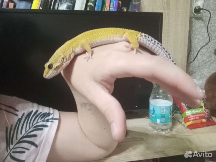 Геккон эублефар ящерица питомец
