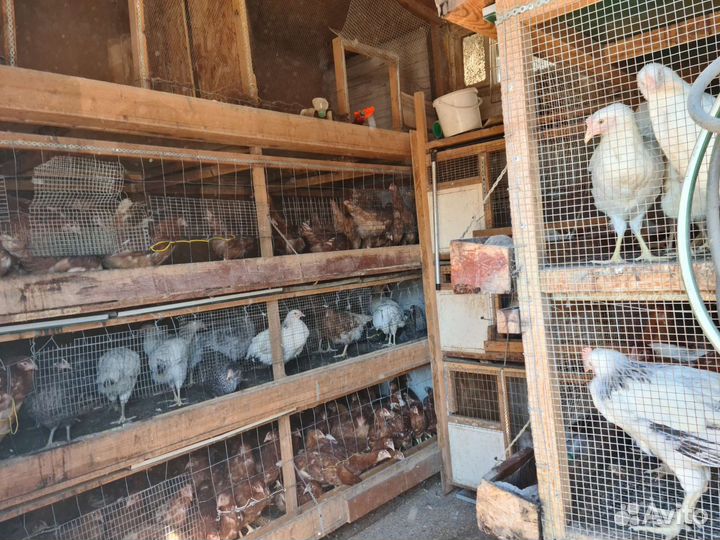 Комбикорм для животных и птиц