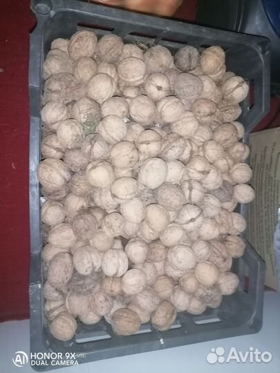 Орех грецкий