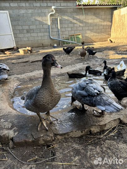 Индоутки тяжелой линии