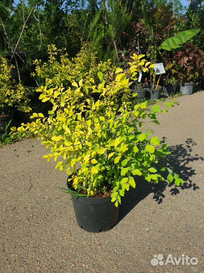 Спирея Вангутта Spiraea vanh. 'Gold Fountain'