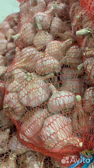 Чеснок любаша