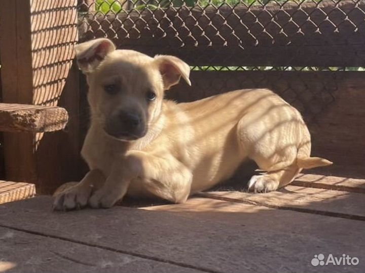 Щенки в добрые руки