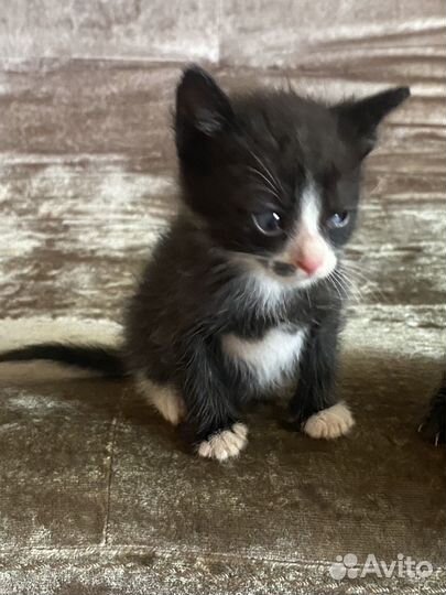 Отдам в добрые руки маленьких котят