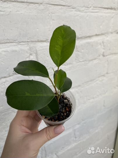 Фикус Бенджамина