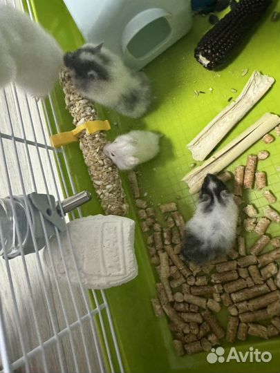 Джунгарский хомяк бесплатно