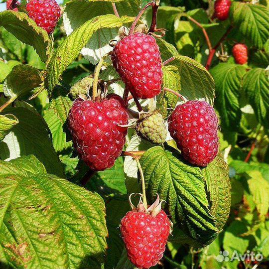 Саженцы малины Полька