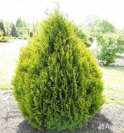 Туя складчатая Корник