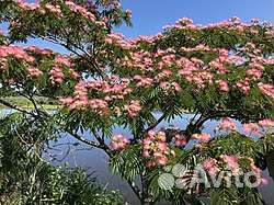 Альбиция ленкоранская