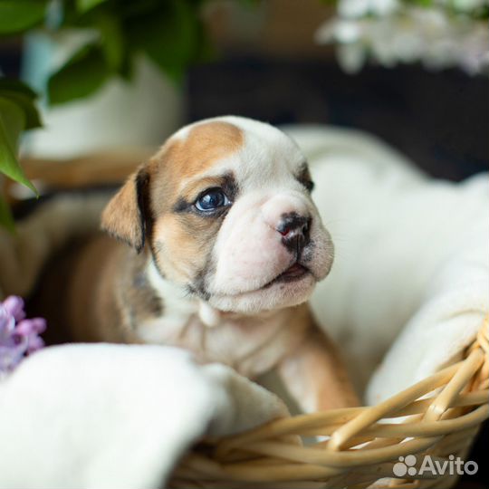 Фотограф анималист