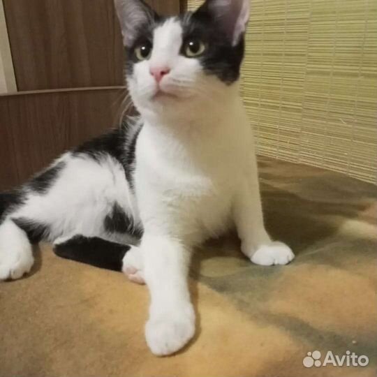 Кошки
