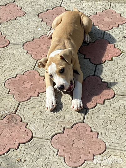 Собака питбуль