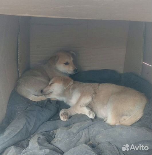 Щенки бесплатно