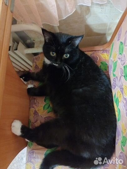 Кошка Маркиза