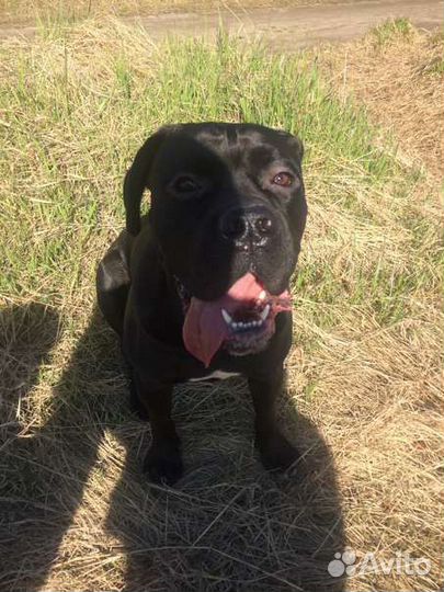 Отдам кане Корсо