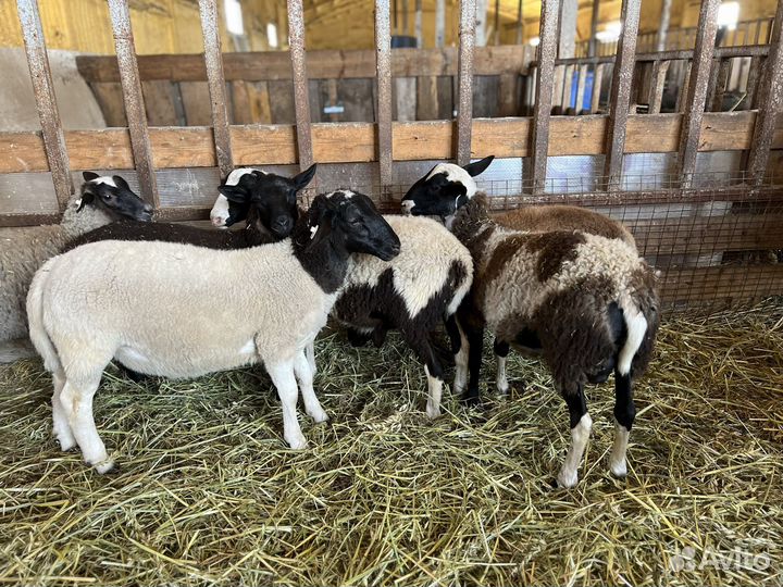 Баранчики Дорпер