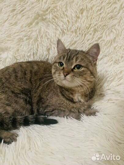 Шикарная Леди