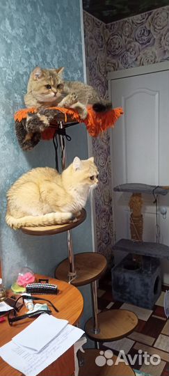 Бронь котята