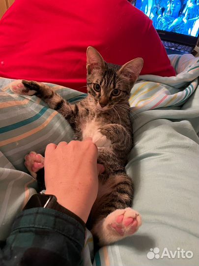 Котята подростки в добрые руки