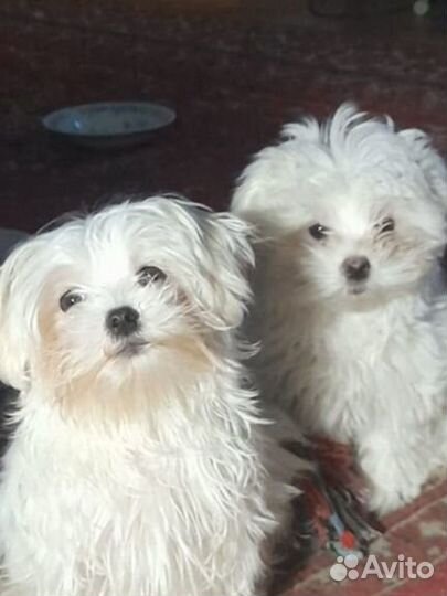 Щенки мальтезе мини