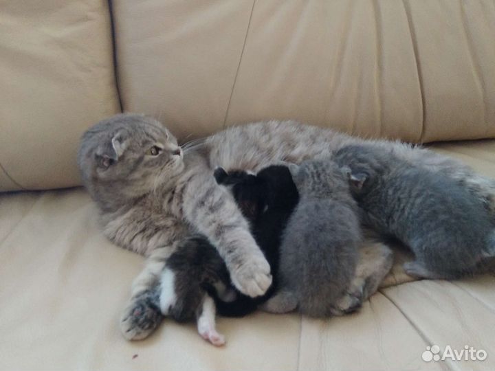 Отдам бесплатно котят в добрые руки