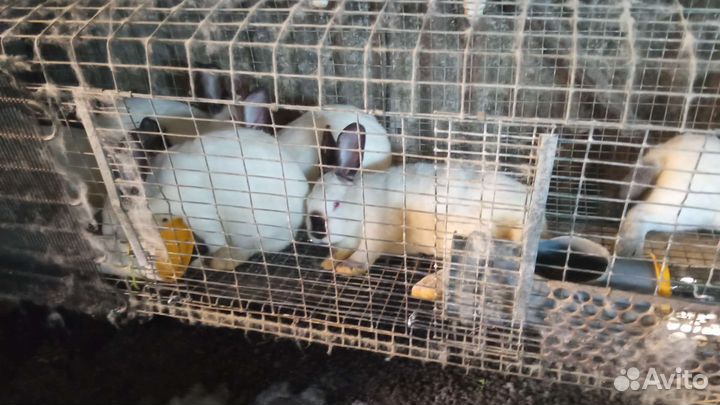 Кролики Калифоонийские