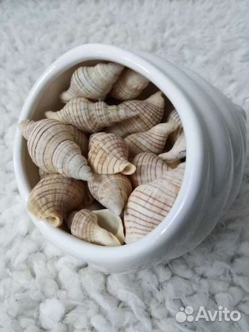 Морские ракушки