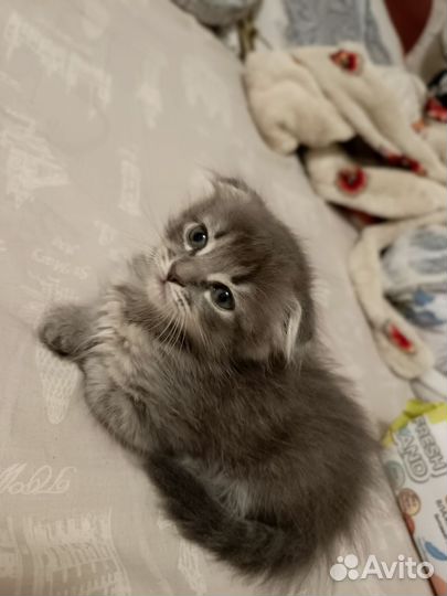 Кот и кошка